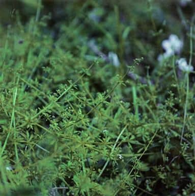 駿河屋 -<中古>ランクB）chouchou merged syrups./clepsydra （邦楽）