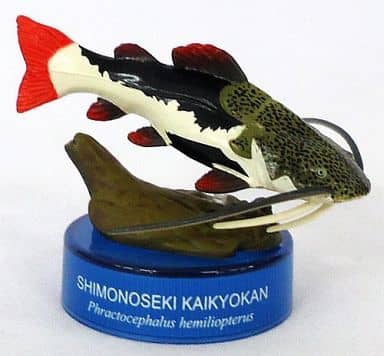 Redtail Catfish Capsule Aquarium Japanese Aquarium S Catalog Of Three Dimensional Organisms Toy Hobby Suruga Ya Com