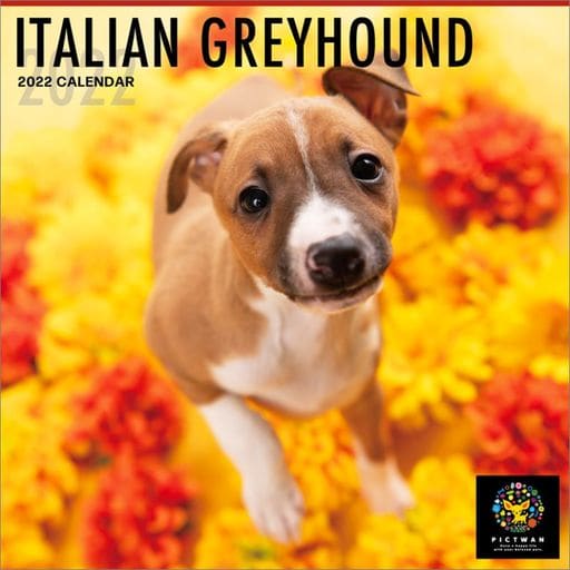 Calendar PICT WAN Italian Greyhound 2022 calendar Goods / Accessories