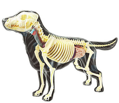 Puzzle Dog Anatomy Skeleton Model 「 4D VISION Animal Anatomy