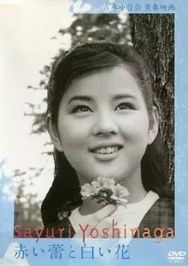 吉永小百合 青春映画 赤い蕾と白い花