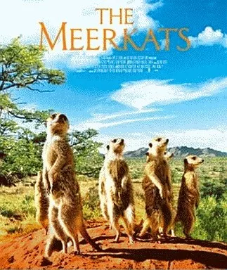 ミーアキャット Blu-ray