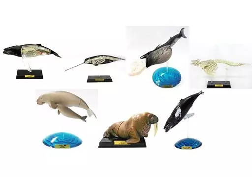 原色海生哺乳類図鑑　全７種　タカラトミーアーツ 立体カプセル百科事典 原色海生哺乳類図鑑 | おすすめ商品 バック