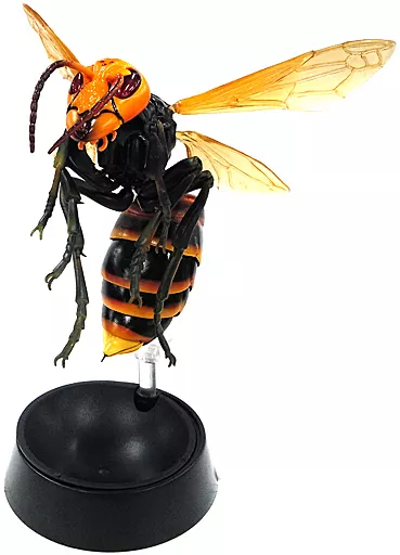 Insect.happy　標本箱A2サイズ黒2セット Asian giant hornet figure collectible model with display stand and