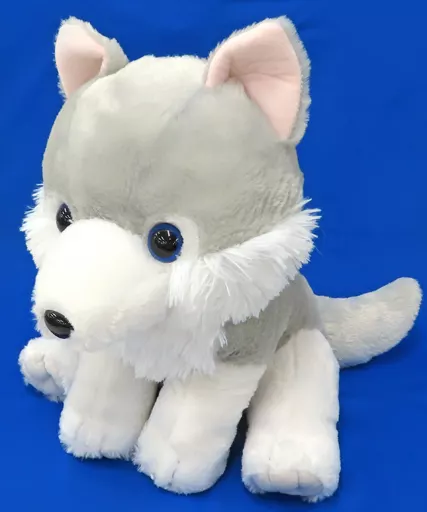 ウルチャン(ハイイロオオカミ) BIG 「もふっとオオカミ友達来たよ」