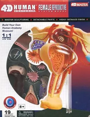 立体パズル 雌性生殖器解剖モデル 「4DVISION人体解剖モデル」 NO.15