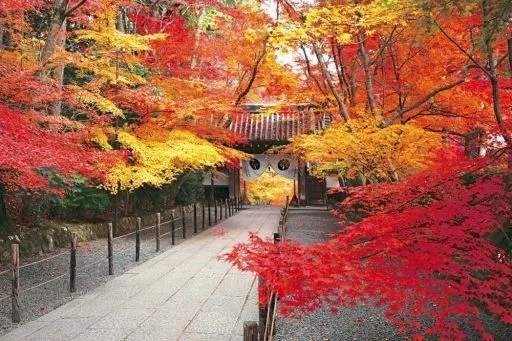 駿河屋 -<中古>秋の光明寺-京都 「日本の風景 秋」 パズルの超達人EX