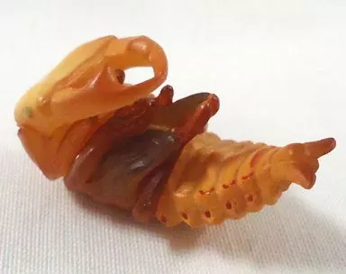 駿河屋 -<中古>【シークレット2】S04b オオクワガタ(さなぎ) 第二段階