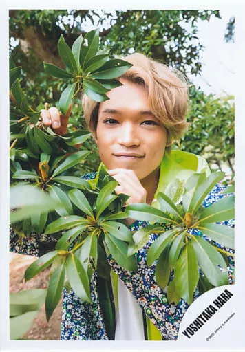 駿河屋 -<中古>ジャニーズ/原嘉孝/バストアップ/原嘉孝「ポートレート