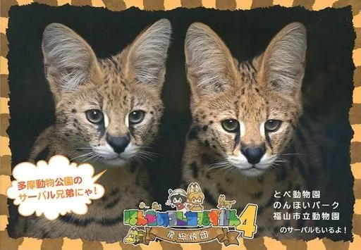 ほんものフレンズずかん 4 – けものフレンズ – サーバル カラカル