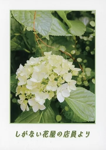 ゴールデンカムイ しがない花屋の店員より / かえる （花沢勇作×尾形百之助） / かえるの水飲み場