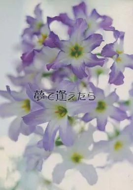 商業作品番外編 夢で逢えたら / 和泉桂 （吉野貴弘×佐々木千冬） / Sin Cos