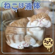 The cat is liquid 2024 calendar