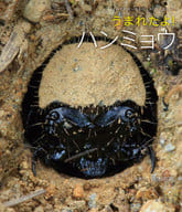 You made it, Tiger beetle!