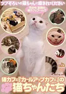 猫カフェ「カールアップカフェ」の猫ちゃんたち