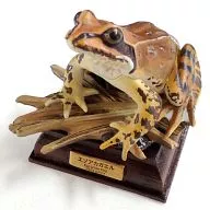 エゾアカガエル 「ネイチャーテクニカラー 日本のカエル」