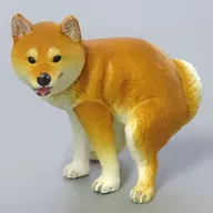 柴犬 「ふんばり～ぬ」