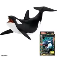 シャチ 「最強王図鑑」 最強王バトルソフビ