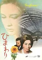<<パンフレット(洋画)>> パンフ)ひまわり(1970年)